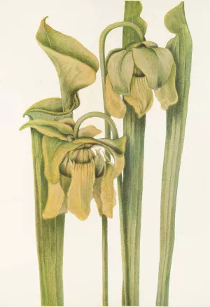 Trumpetleaf Oil painting by Mary Vaux Walcott