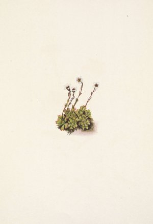 Tufted Saxifrage. Saxifraga caespitosa by Mary Vaux Walcott Oil Painting