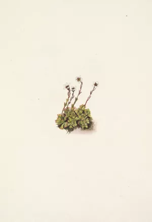 Tufted Saxifrage. Saxifraga caespitosa Oil painting by Mary Vaux Walcott