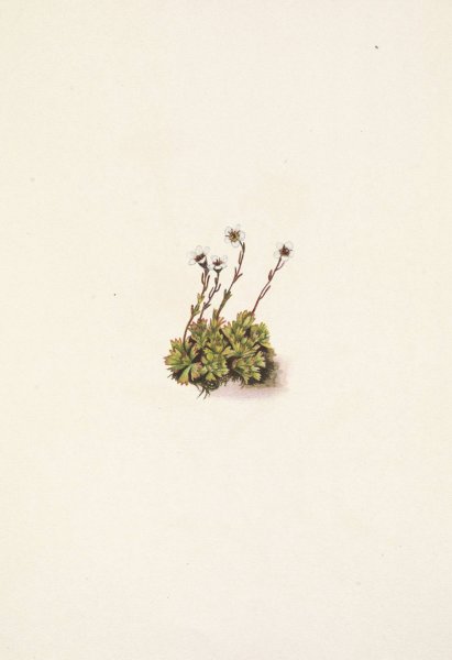 Tufted Saxifrage. Saxifraga caespitosa  by Mary Vaux Walcott - Hand-Painted Oil Painting Reproduction