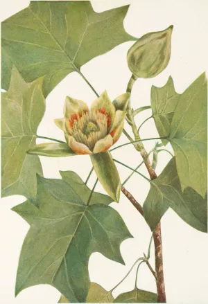 Tuliptree Oil painting by Mary Vaux Walcott