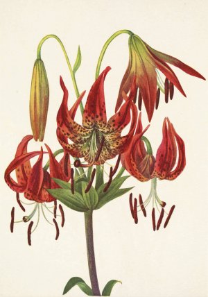 Turkscap Lily. Lilium superbum by Mary Vaux Walcott Oil Painting