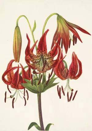 Turkscap Lily. Lilium superbum by Mary Vaux Walcott Oil Painting