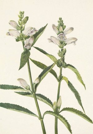 Turtlehead. Chelone glabra by Mary Vaux Walcott Oil Painting