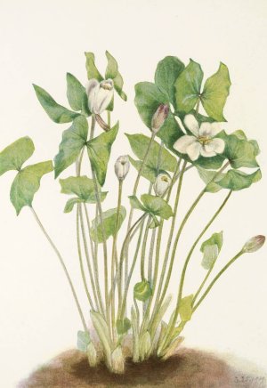 Twinleaf by Mary Vaux Walcott Oil Painting