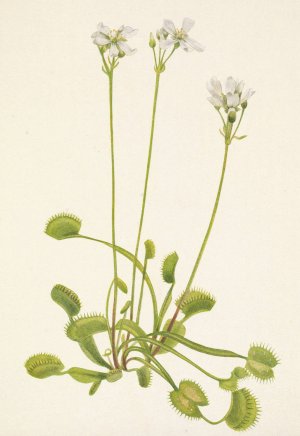 Venus Flytrap. Dionaea muscipula by Mary Vaux Walcott Oil Painting