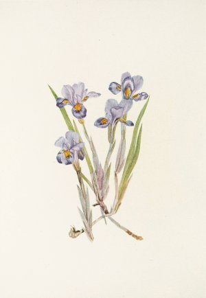 Vernal Iris by Mary Vaux Walcott Oil Painting