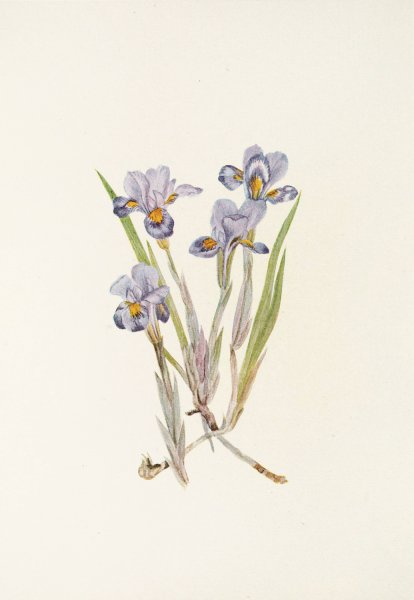 Vernal Iris by Mary Vaux Walcott - Hand-Painted Oil Painting Reproduction