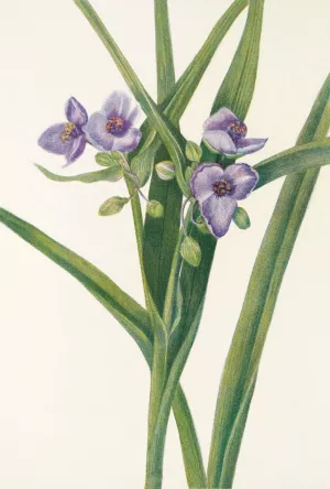 Virginia Spiderwort by Mary Vaux Walcott Oil Painting