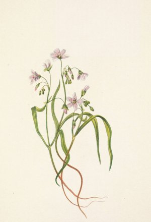 Virginia Springbeauty. Claytonia virginica by Mary Vaux Walcott Oil Painting