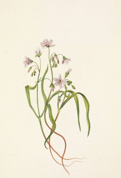 Virginia Springbeauty. Claytonia virginica  by Mary Vaux Walcott - Hand-Painted Oil Painting Reproduction