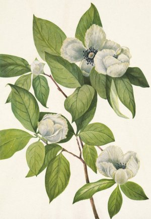 Virginia Stewartia. Stewarti malachodendron by Mary Vaux Walcott Oil Painting