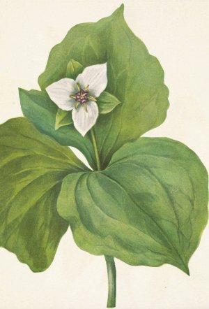 Wax Trillium. Trillium album by Mary Vaux Walcott Oil Painting