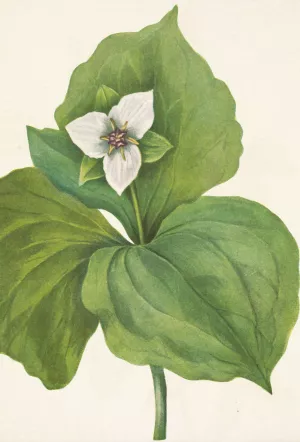 Wax Trillium. Trillium album by Mary Vaux Walcott Oil Painting