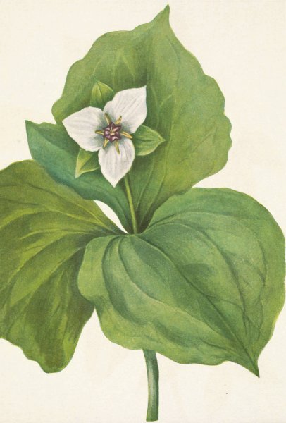 Wax Trillium. Trillium album  by Mary Vaux Walcott - Hand-Painted Oil Painting Reproduction
