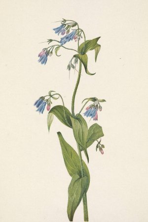 Western Bluebells. Mertensia paniculata by Mary Vaux Walcott Oil Painting
