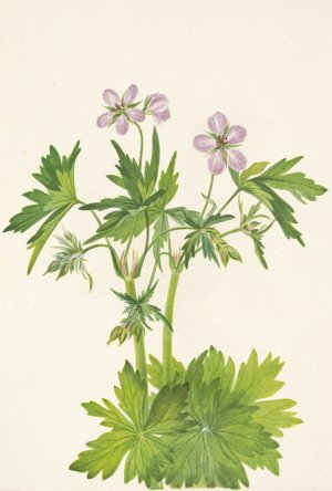 Western Cranesbill. Geranium viscosissimum by Mary Vaux Walcott Oil Painting