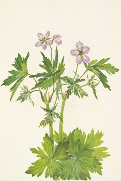 Western Cranesbill. Geranium viscosissimum  by Mary Vaux Walcott - Hand-Painted Oil Painting Reproduction