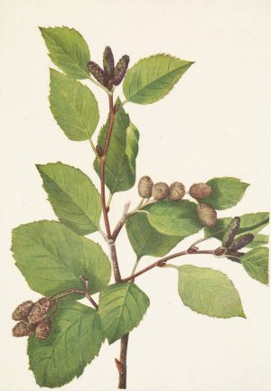 Western Green Alder. Alnus sinuata by Mary Vaux Walcott Oil Painting