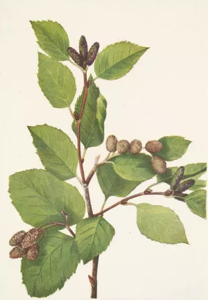 Western Green Alder. Alnus sinuata Oil painting by Mary Vaux Walcott