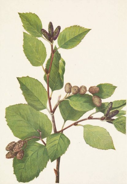 Western Green Alder. Alnus sinuata  by Mary Vaux Walcott - Hand-Painted Oil Painting Reproduction