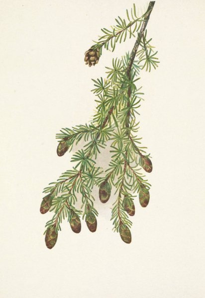 Western Hemlock. Tsuga heterophylla  by Mary Vaux Walcott - Hand-Painted Oil Painting Reproduction