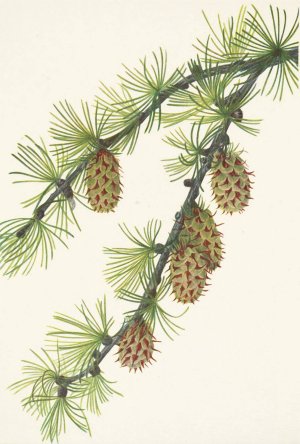 Western Larch. Larix occidentalis by Mary Vaux Walcott Oil Painting