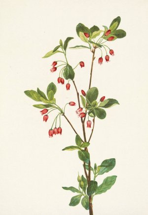 Western Menziesia. Mendesia glabella by Mary Vaux Walcott Oil Painting