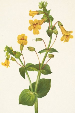 Western Monkeyflower. Mimulus guttatus by Mary Vaux Walcott Oil Painting
