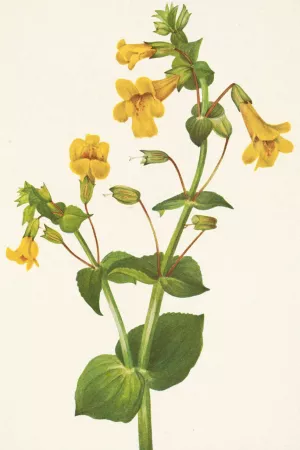 Western Monkeyflower. Mimulus guttatus Oil painting by Mary Vaux Walcott