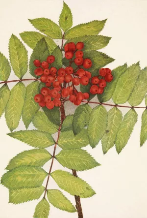 Western Mountain-ash. Sorbus sambucifolia Oil painting by Mary Vaux Walcott