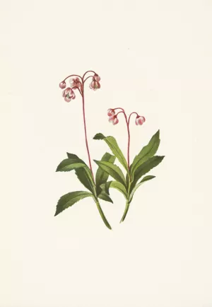 Western Pipsissewa. Chimaphila umbellata var. occidentalis Oil painting by Mary Vaux Walcott