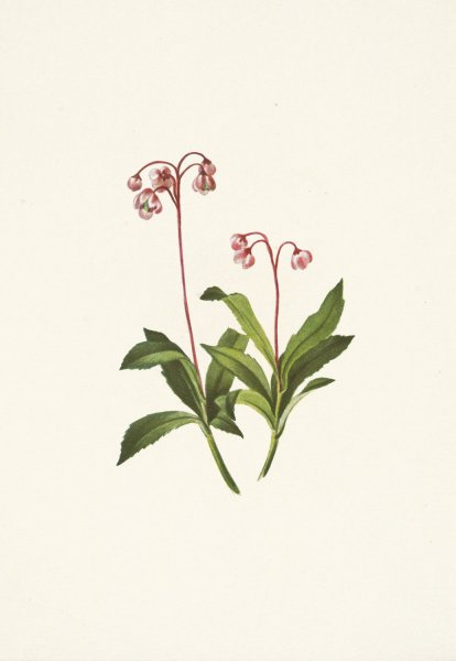 Western Pipsissewa. Chimaphila umbellata var. occidentalis  by Mary Vaux Walcott - Hand-Painted Oil Painting Reproduction