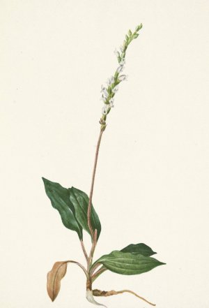 Western Rattlesnakeplantain. Peramium decipiens by Mary Vaux Walcott Oil Painting
