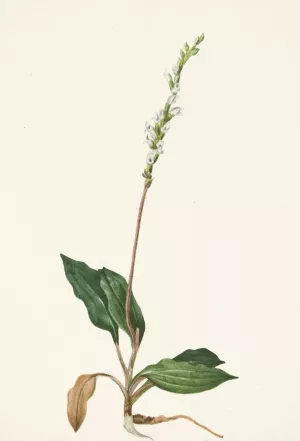 Western Rattlesnakeplantain. Peramium decipiens by Mary Vaux Walcott Oil Painting
