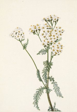 Western Yarrow. Achillea lanulosa by Mary Vaux Walcott Oil Painting