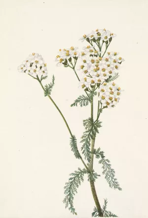 Western Yarrow. Achillea lanulosa by Mary Vaux Walcott Oil Painting