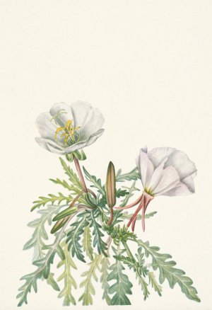 White Dawnrose. Pachyloplus marginatus by Mary Vaux Walcott Oil Painting