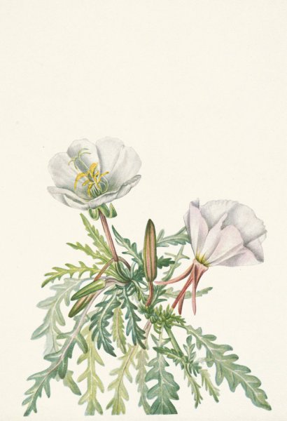 White Dawnrose. Pachyloplus marginatus  by Mary Vaux Walcott - Hand-Painted Oil Painting Reproduction