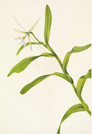 White Epidendrum. Epidendrum nocturnum by Mary Vaux Walcott Oil Painting