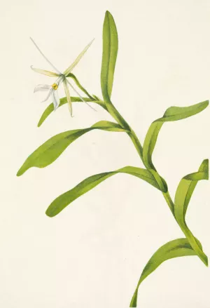 White Epidendrum. Epidendrum nocturnum Oil painting by Mary Vaux Walcott
