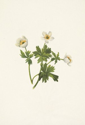White Globeflower. Trollius albiflorus by Mary Vaux Walcott Oil Painting