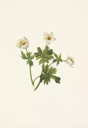 White Globeflower. Trollius albiflorus by Mary Vaux Walcott Oil Painting