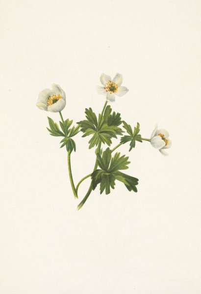 White Globeflower. Trollius albiflorus  by Mary Vaux Walcott - Hand-Painted Oil Painting Reproduction