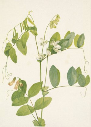 White Pea. Lathyrus ochroleucus by Mary Vaux Walcott Oil Painting