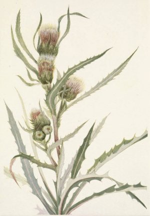 White Thistle. Cirsium hookerianum by Mary Vaux Walcott Oil Painting
