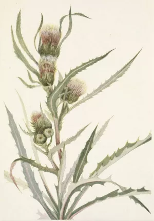 White Thistle. Cirsium hookerianum by Mary Vaux Walcott Oil Painting