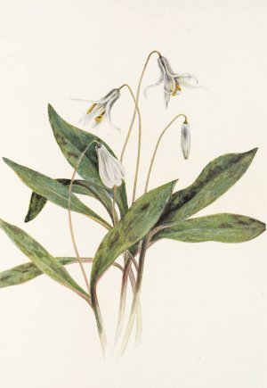 White Troutlily by Mary Vaux Walcott Oil Painting