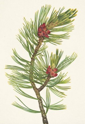 Whitebark Pine. Pinus albicaulis by Mary Vaux Walcott Oil Painting