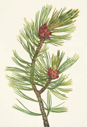 Whitebark Pine. Pinus albicaulis by Mary Vaux Walcott Oil Painting